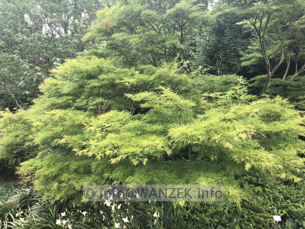 Acer palmatum Seiryu - Sol 02.JPG